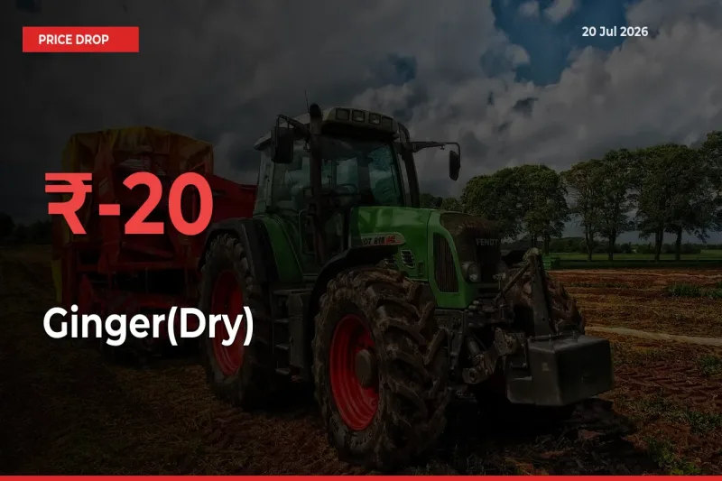 Why Ginger(Dry) Prices Fell 20.31% in a Day at Mandis