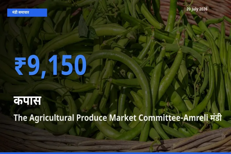 आज कपास के सबसे ऊँचे दाम ₹9,150 The Agricultural Produce Market Committee-Amreli मंडी में