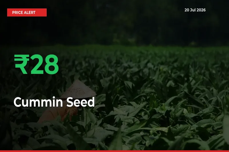 27.87% Spike in Cummin Seed Prices – Mandi Sees Sudden Rally