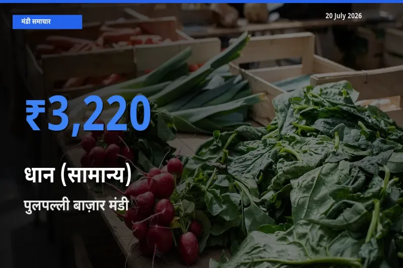 आज का मंडी भाव: धान (सामान्य) के सबसे ज़्यादा दाम पुलपल्ली बाज़ार में