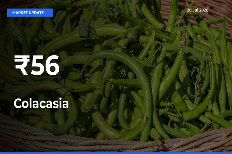 Why Colacasia Prices Are Moving Across Multiple Mandis Today