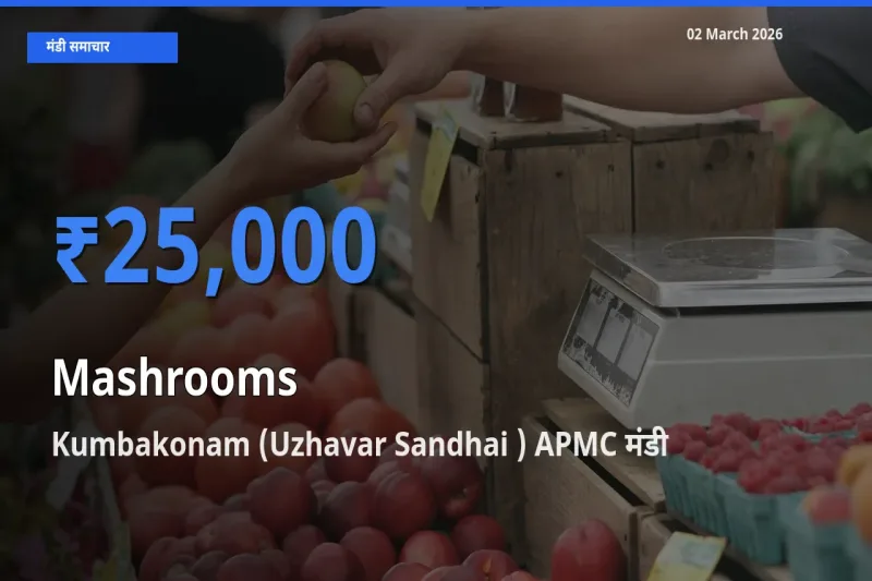 आज Mashrooms के सबसे ज़्यादा दाम Kumbakonam (Uzhavar Sandhai ) APMC मंडी में दर्ज