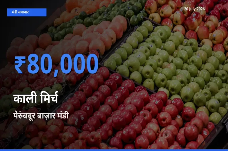 बाज़ार संकेत: पेरुंबवूर बाज़ार बना काली मिर्च के लिए आज की टॉप मंडी