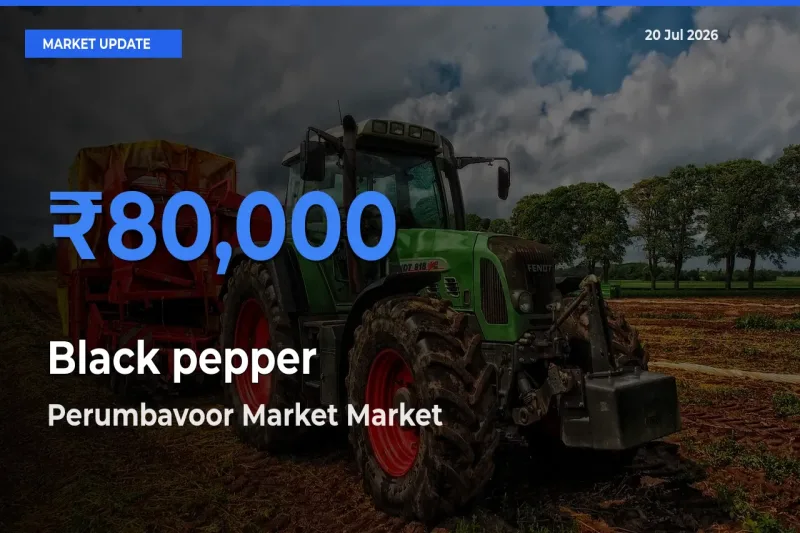 Perumbavoor Market Records Highest ₹80,000 Rate for Black pepper