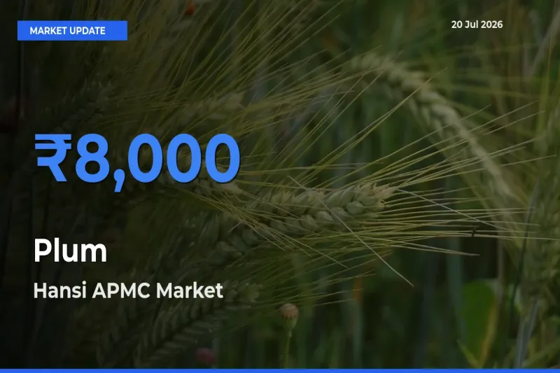 Hansi APMC Tops Plum Rates – July 20 Market Update