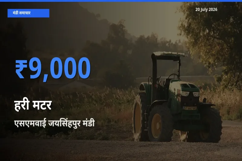 आज हरी मटर के सबसे ऊँचे दाम ₹9,000 एसएमवाई जयसिंहपुर मंडी में
