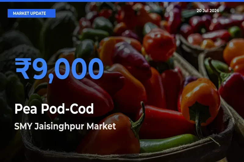 SMY Jaisinghpur Leads as Top Mandi for Pea Pod-Cod Prices