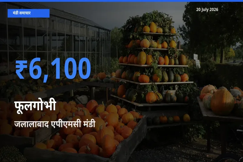आज का मंडी भाव: फूलगोभी के सबसे ज़्यादा दाम जलालाबाद एपीएमसी में
