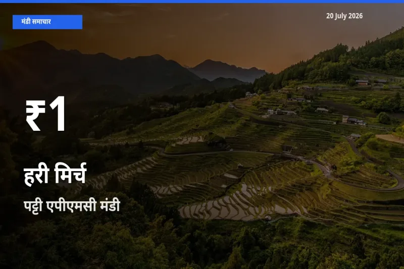 हरी मिर्च के दामों में गिरावट, पट्टी एपीएमसी में 30 दिन का न्यूनतम भाव