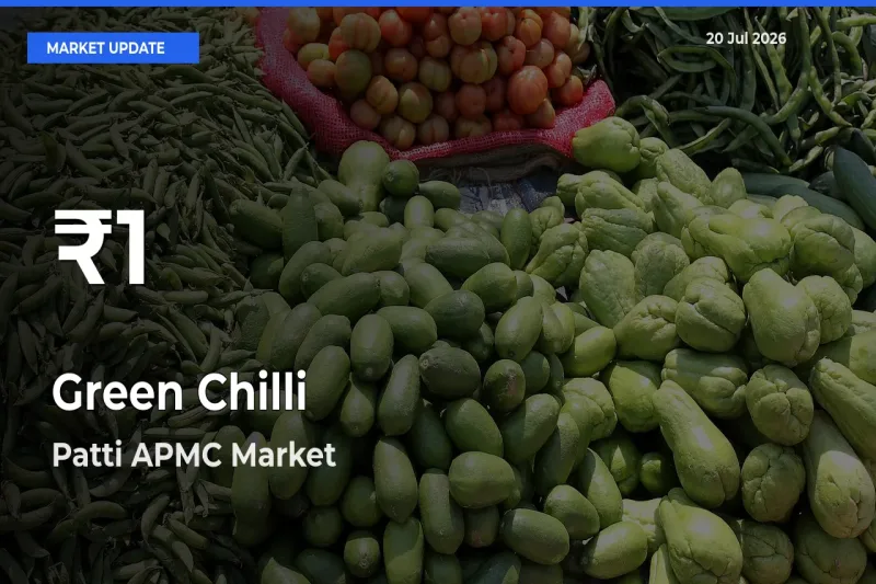 Green Chilli Mandi Rate Today: 30-Day Low Recorded in Patti APMC