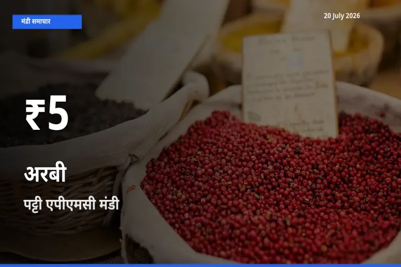 पट्टी एपीएमसी में अरबी के दाम 30 दिन के न्यूनतम स्तर पर, आज का मंडी भाव देखें