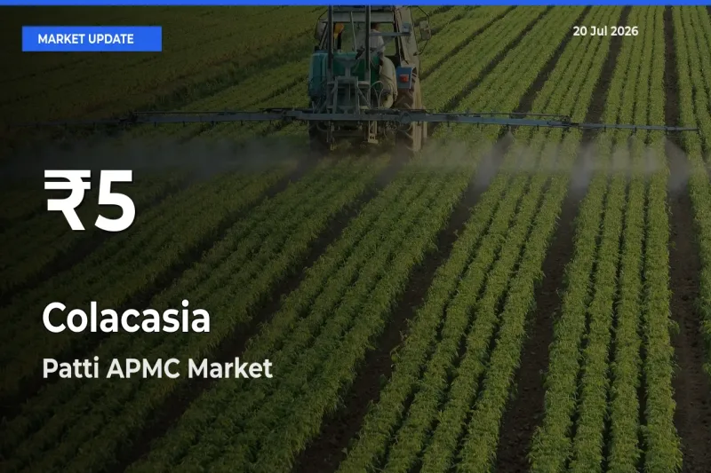 Farmers Concerned as Colacasia Hits 30-Day Low in Patti APMC