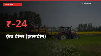 तेज़ गिरावट! मंडी में फ़्रेंच बीन्स (फ़्रासबीन) के दाम 23.95% लुढ़के