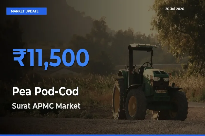 Surat APMC Records Highest ₹11,500 Rate for Pea Pod-Cod