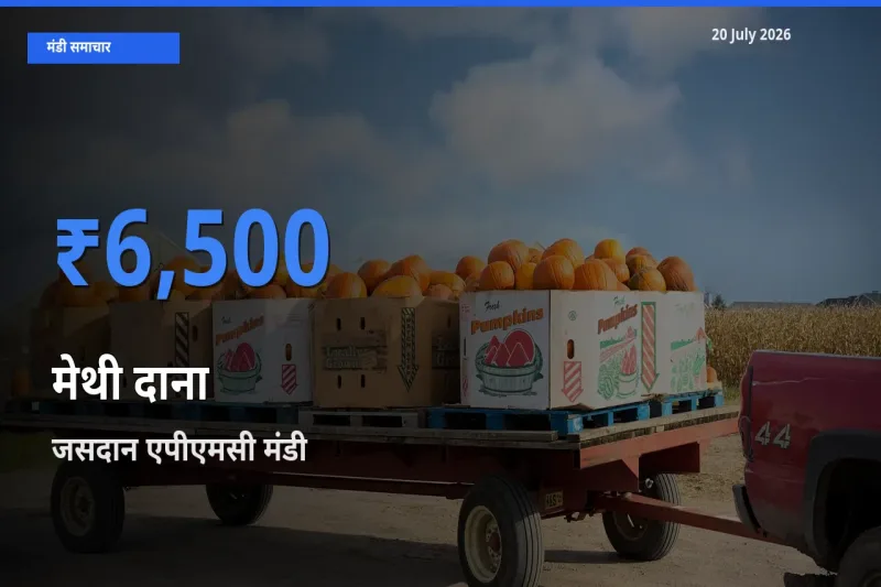 20 July अपडेट: मेथी दाना के सबसे ऊँचे दाम जसदान एपीएमसी मंडी में