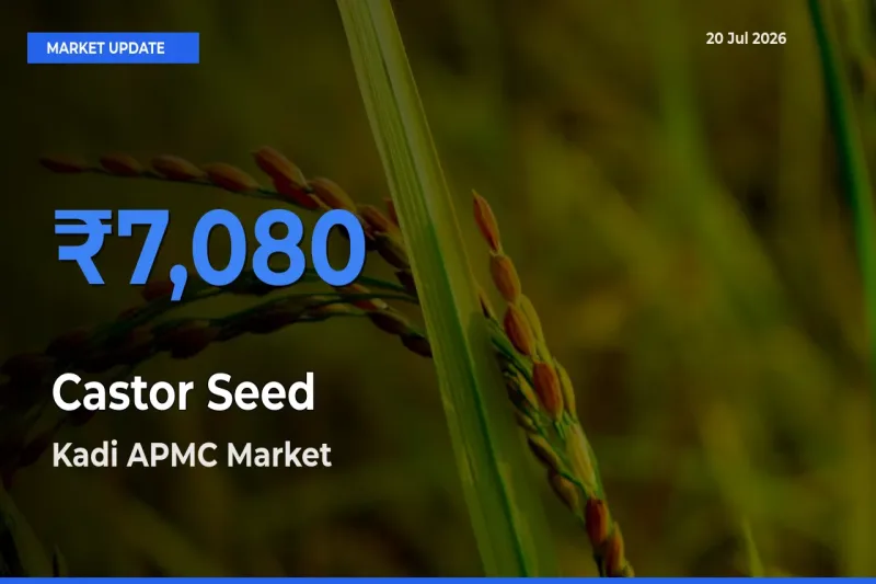 Kadi APMC Tops Castor Seed Rates – July 20 Market Update