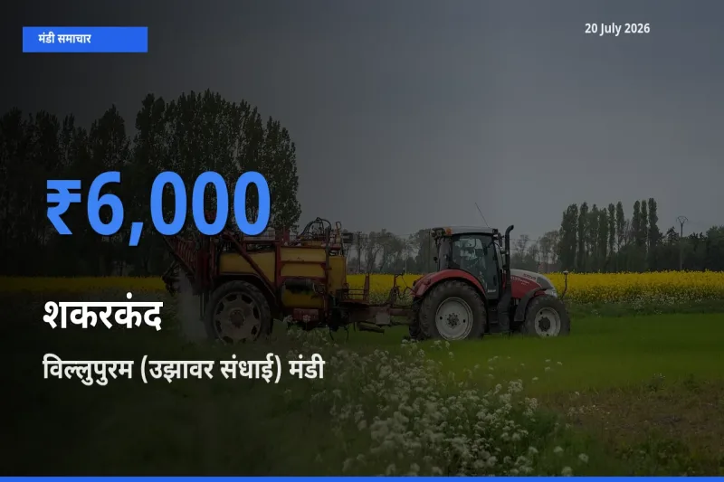 विल्लुपुरम (उझावर संधाई) मंडी में आज शकरकंद के सबसे ऊँचे दाम दर्ज