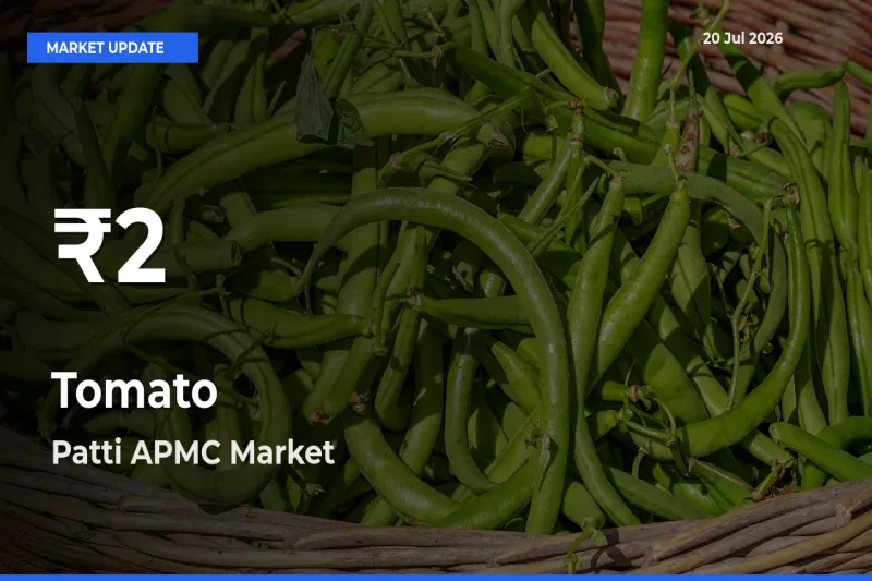 Tomato Prices Touch 30-Day Low in Patti APMC – July 20 Update