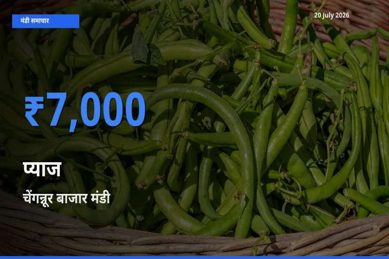 20 July अपडेट: प्याज के सबसे ऊँचे दाम चेंगन्नूर बाजार मंडी में