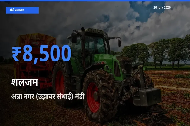 टॉप मंडी बना अन्ना नगर (उझावर संधाई)! शलजम के सबसे ऊँचे दाम यहीं दर्ज