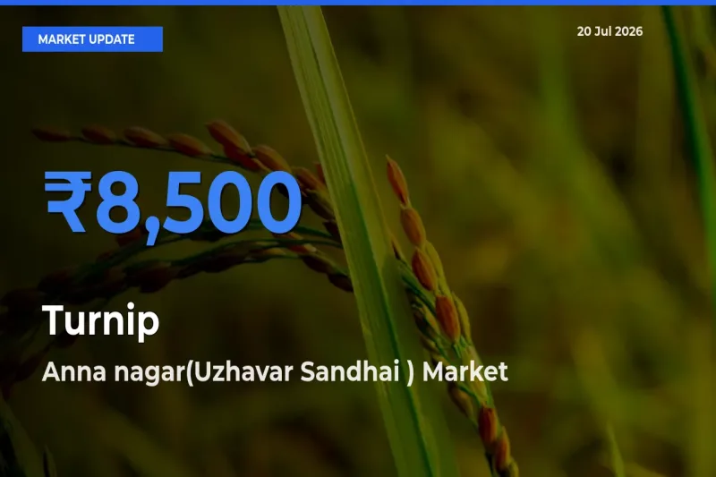Market Watch: Anna nagar(Uzhavar Sandhai ) Becomes Top Mandi for Turnip