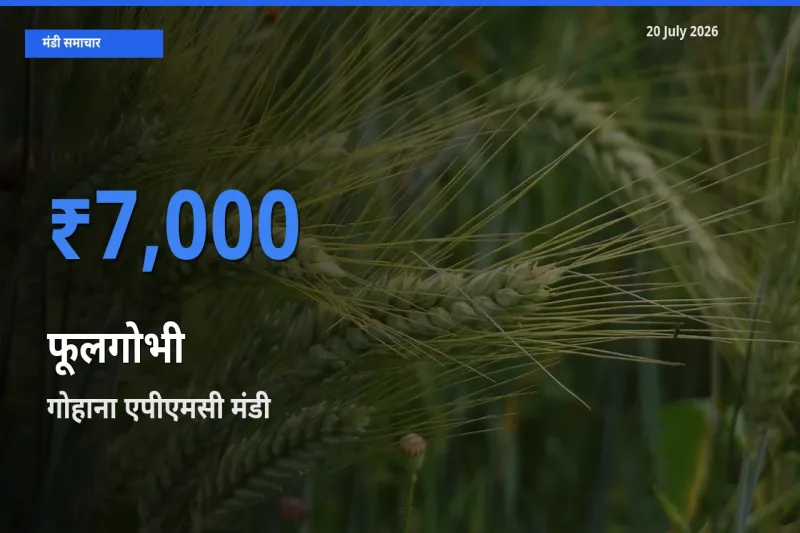 गोहाना एपीएमसी में फूलगोभी का आज सबसे ऊँचा भाव