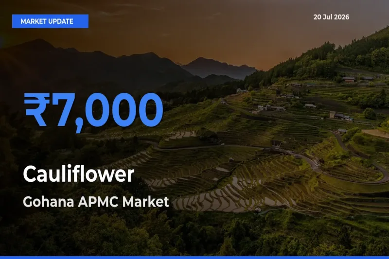 Gohana APMC Tops Cauliflower Mandi Rates Today