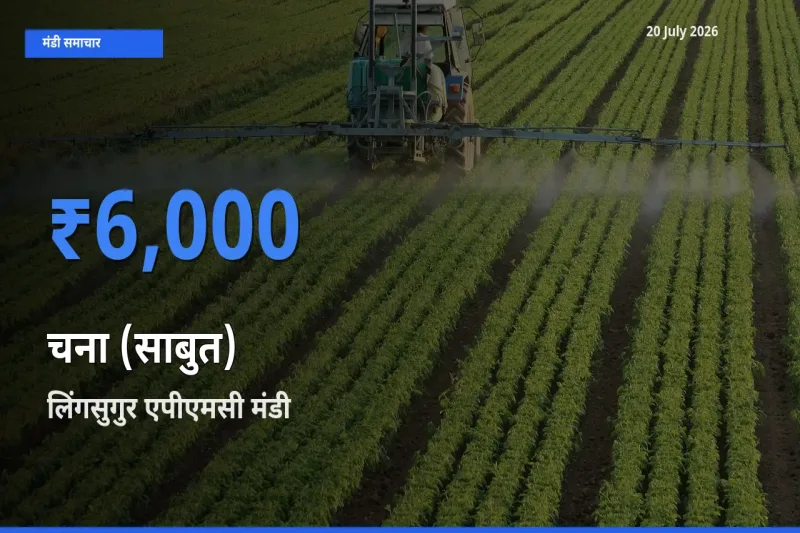 20 July अपडेट: चना (साबुत) के सबसे ऊँचे दाम लिंगसुगुर एपीएमसी मंडी में