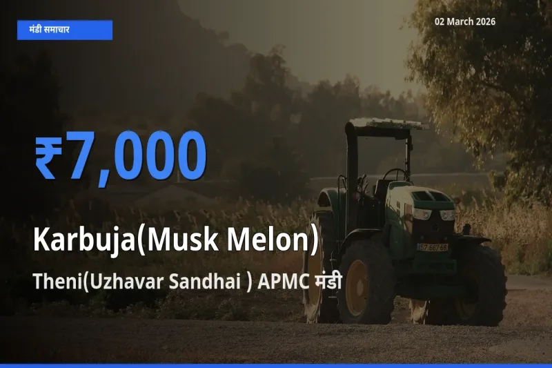 आज Karbuja(Musk Melon) के सबसे ऊँचे दाम ₹7,000 Theni(Uzhavar Sandhai ) APMC मंडी में