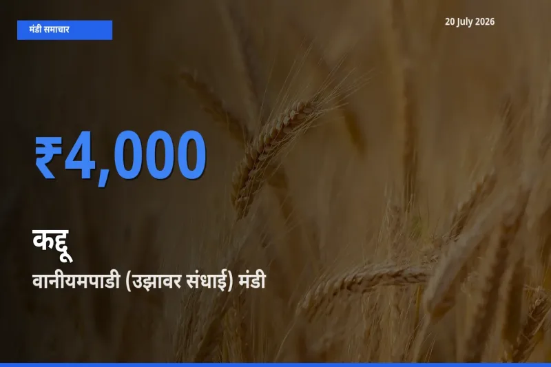 आज कद्दू के सबसे ऊँचे दाम ₹4,000 वानीयमपाडी (उझावर संधाई) मंडी में