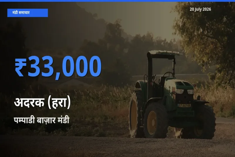 आज का मंडी भाव: अदरक (हरा) के सबसे ज़्यादा दाम पम्पाडी बाज़ार में
