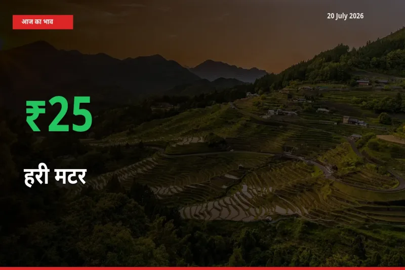20 July अपडेट: हरी मटर के दाम मंडी में 24.8% उछले