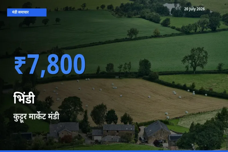कुट्टूर मार्केट मंडी में आज भिंडी के सबसे ऊँचे दाम दर्ज