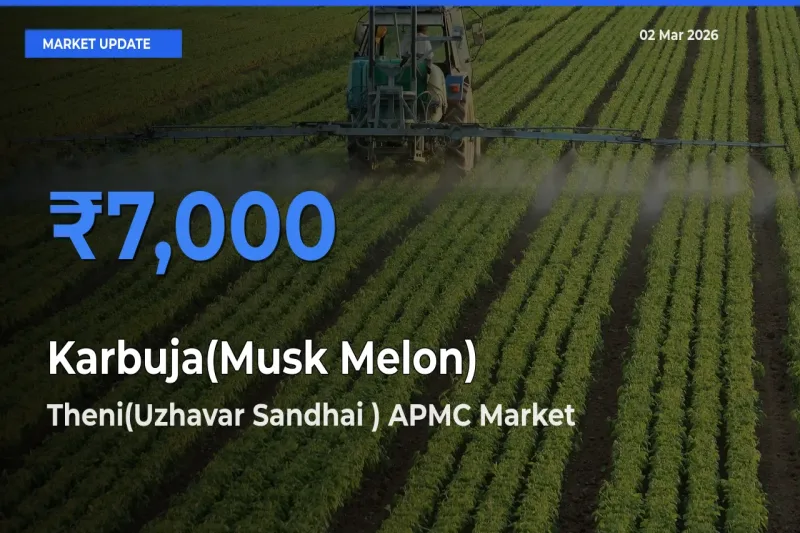 Top Performer! Theni(Uzhavar Sandhai ) APMC Offers Best Karbuja(Musk Melon) Price Today