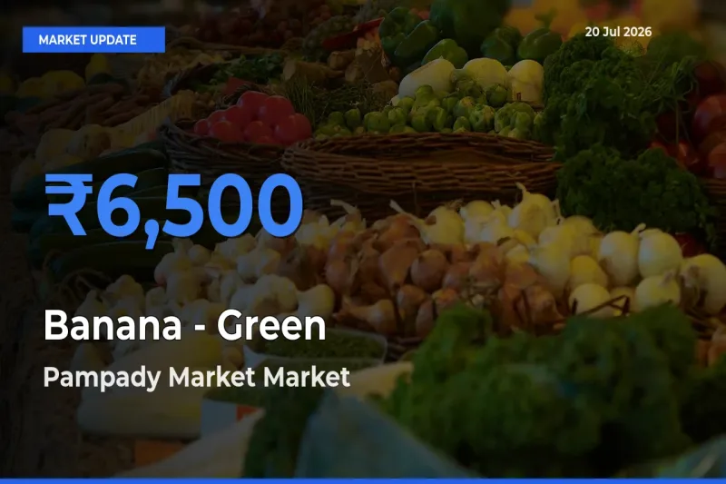 Pampady Market Leads as Top Mandi for Banana - Green Prices