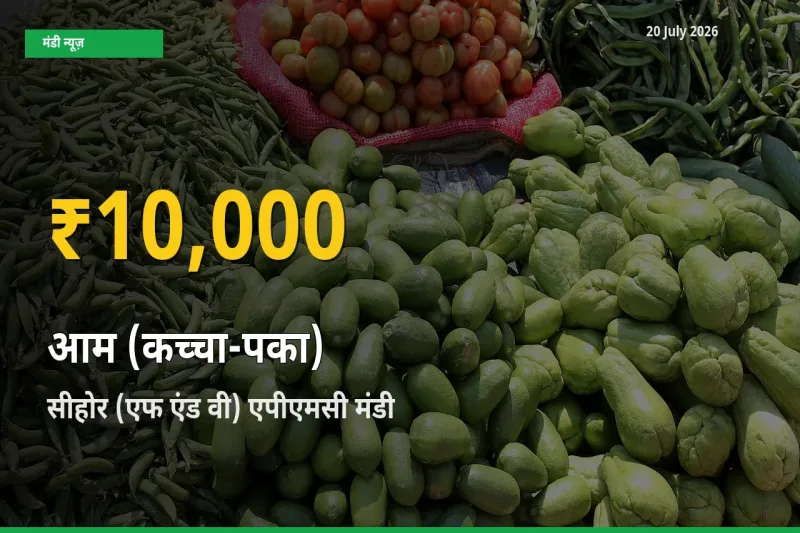 सीहोर (एफ एंड वी) एपीएमसी में आम (कच्चा-पका) ₹10,000 पर पहुँचा – अब तक का उच्चतम भाव