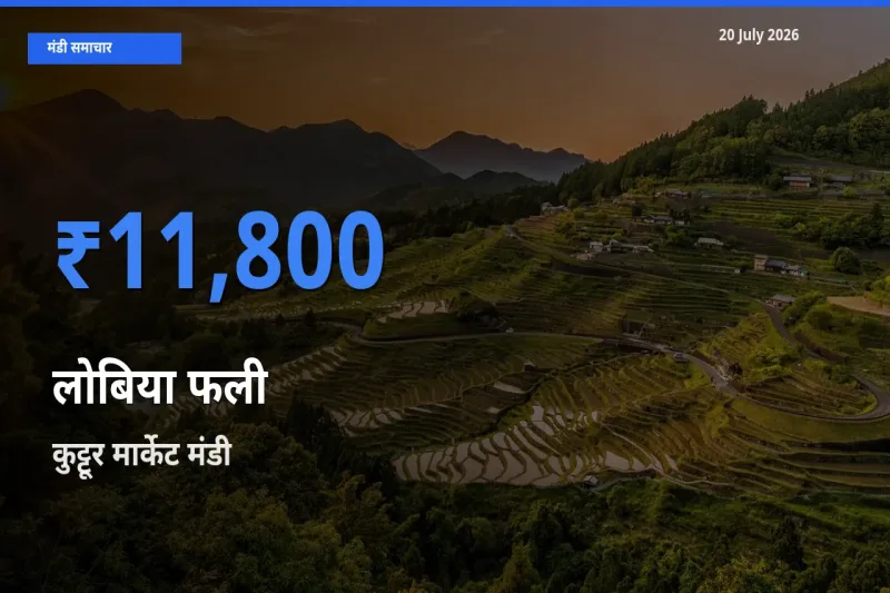 आज लोबिया फली के सबसे ऊँचे दाम ₹11,800 कुट्टूर मार्केट मंडी में