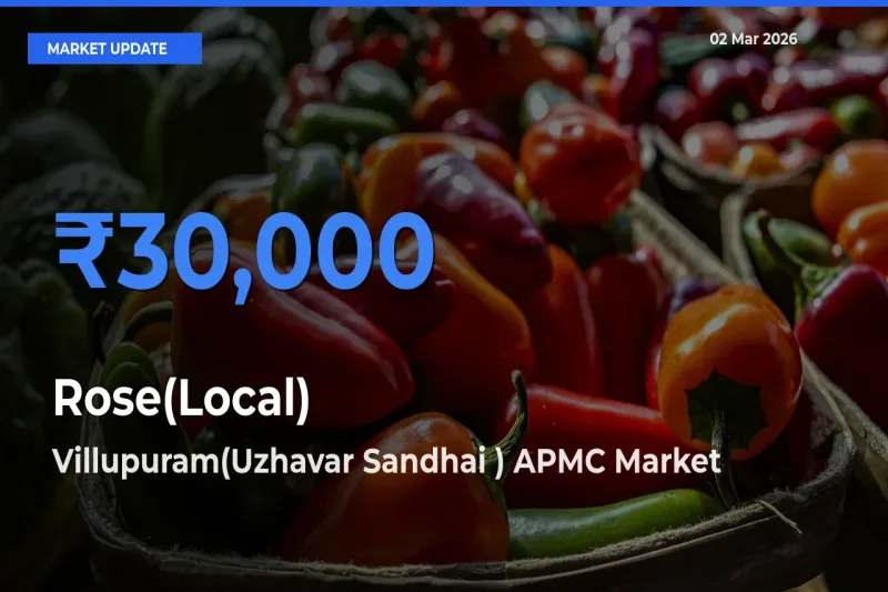 Villupuram(Uzhavar Sandhai ) APMC Leads as Top Mandi for Rose(Local) Prices