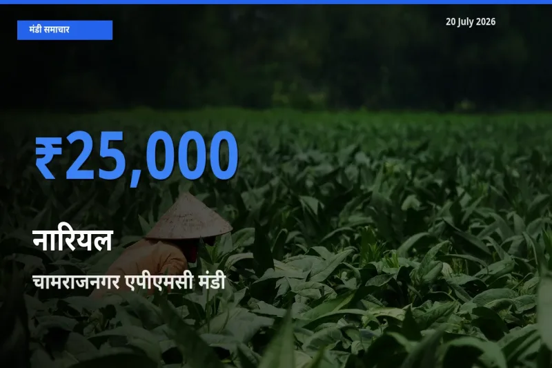 चामराजनगर एपीएमसी मंडी में नारियल ₹25,000 पर पहुँचा – आज का सर्वोच्च भाव
