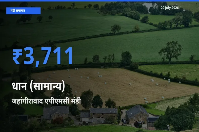 आज धान (सामान्य) के सबसे ऊँचे दाम ₹3,711 जहांगीराबाद एपीएमसी मंडी में