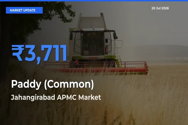 Paddy (Common) Mandi Rate Today: Jahangirabad APMC Tops the List