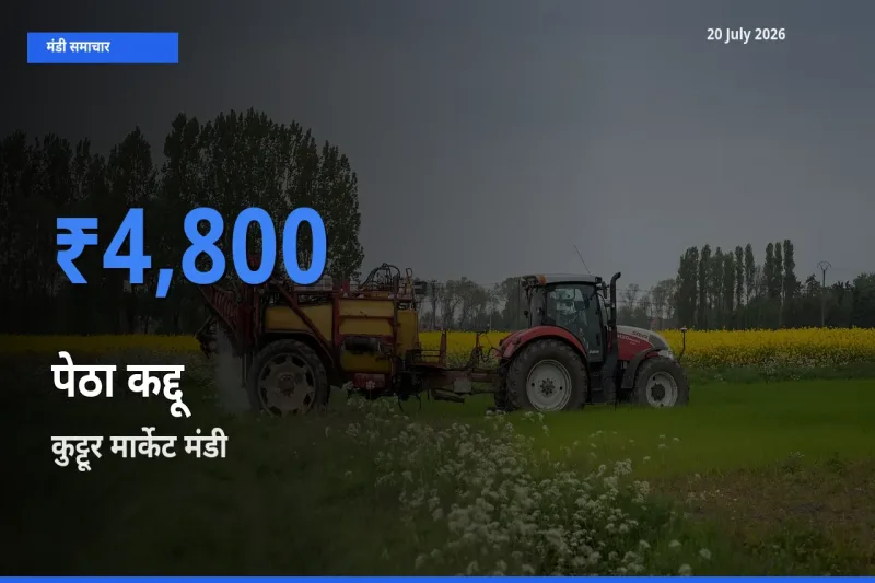 आज पेठा कद्दू के सबसे ज़्यादा दाम कुट्टूर मार्केट मंडी में दर्ज