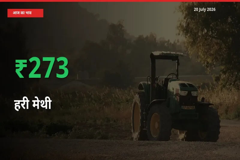 आज का मंडी भाव: हरी मेथी के दाम मंडी में 273.38% ऊपर