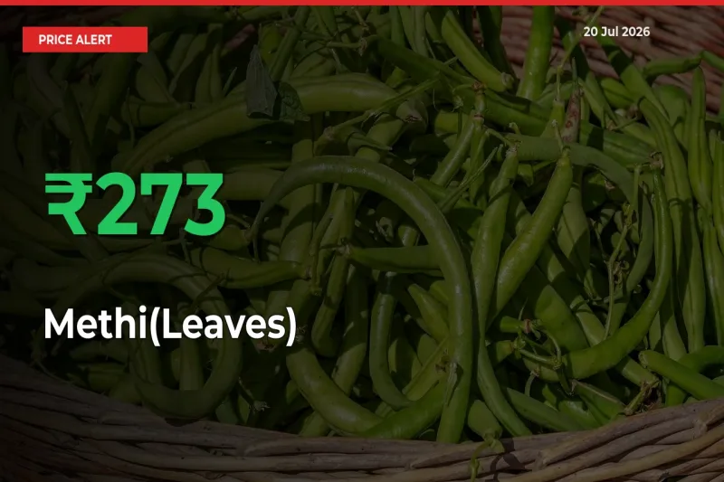 Big Rally! Methi(Leaves) Climbs 273.38% in 24 Hours at Top Mandis