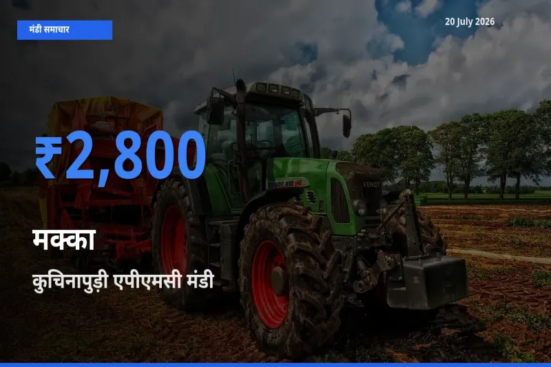 आज का मंडी भाव: मक्का के सबसे ज़्यादा दाम कुचिनापुड़ी एपीएमसी में