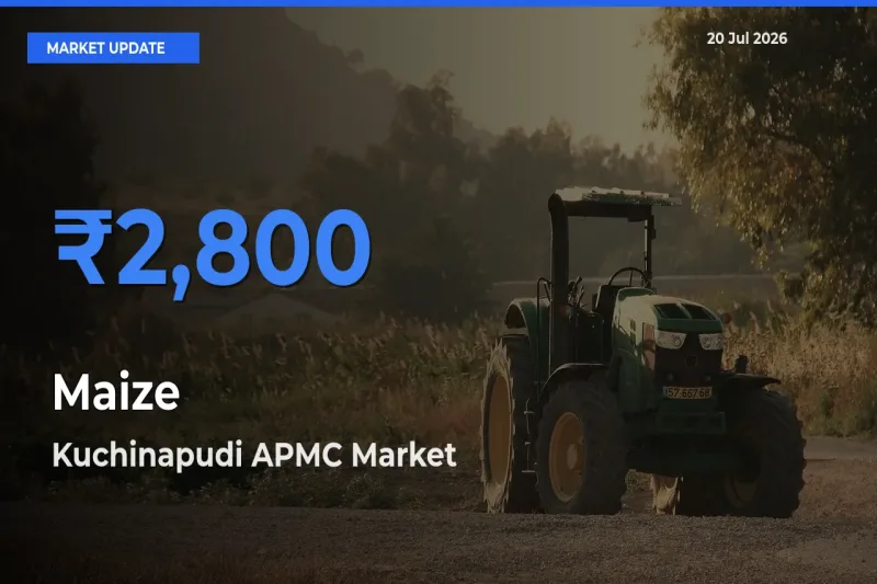 Kuchinapudi APMC Offers ₹2,800 – Highest Maize Rate Today
