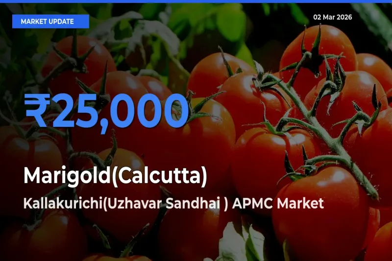 Market Watch: Kallakurichi(Uzhavar Sandhai ) APMC Becomes Top Mandi for Marigold(Calcutta)