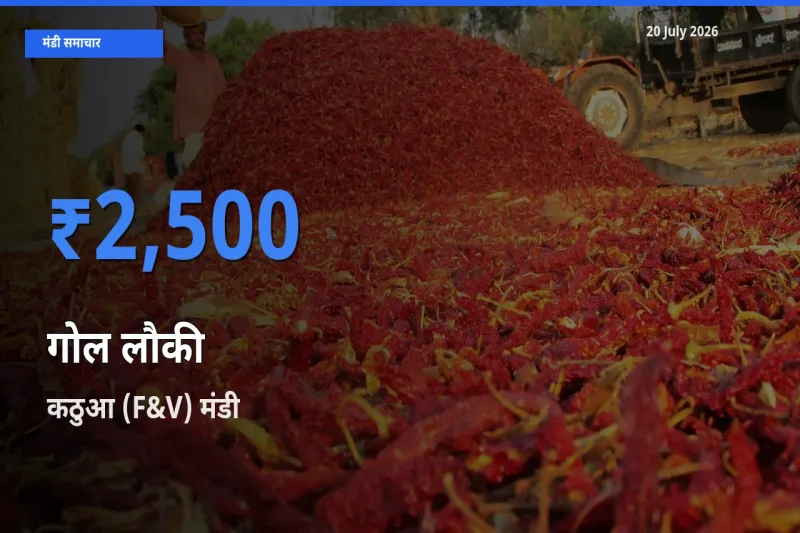 आज गोल लौकी के सबसे ज़्यादा दाम कठुआ (F&V) मंडी में दर्ज