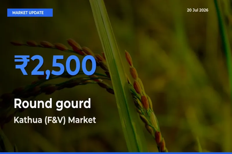 Kathua (F&V) Leads as Top Mandi for Round gourd Prices