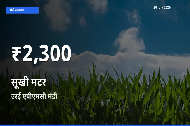 बाज़ार संकेत: सूखी मटर के भाव उरई एपीएमसी में 30 दिन के निचले स्तर पर